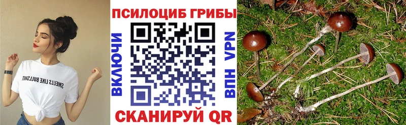 Галлюциногенные грибы Psilocybine cubensis  купить закладку  Правдинск 